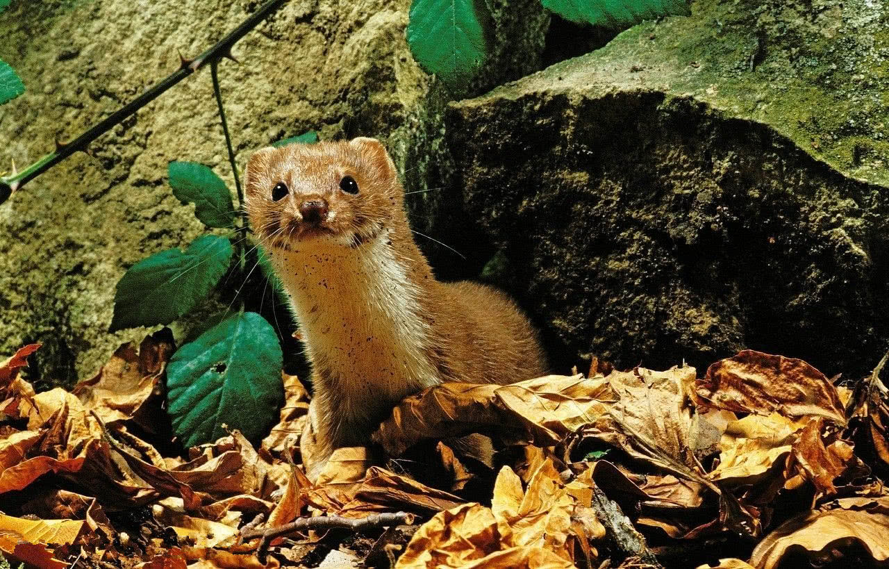 一直认为黄鼠狼怕狗和大鹅,今天才知道最怕的