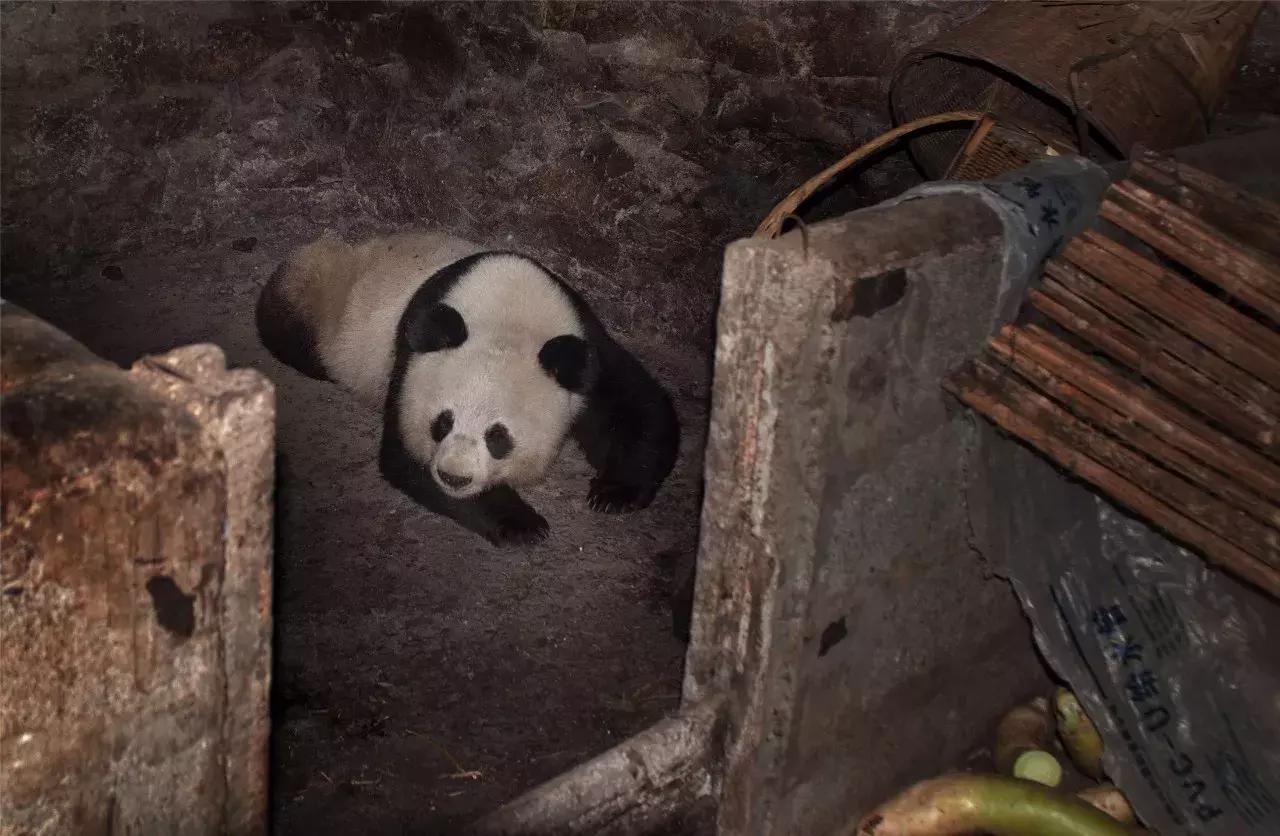 大片来袭! 首届中国大熊猫保护研究摄影大赛落