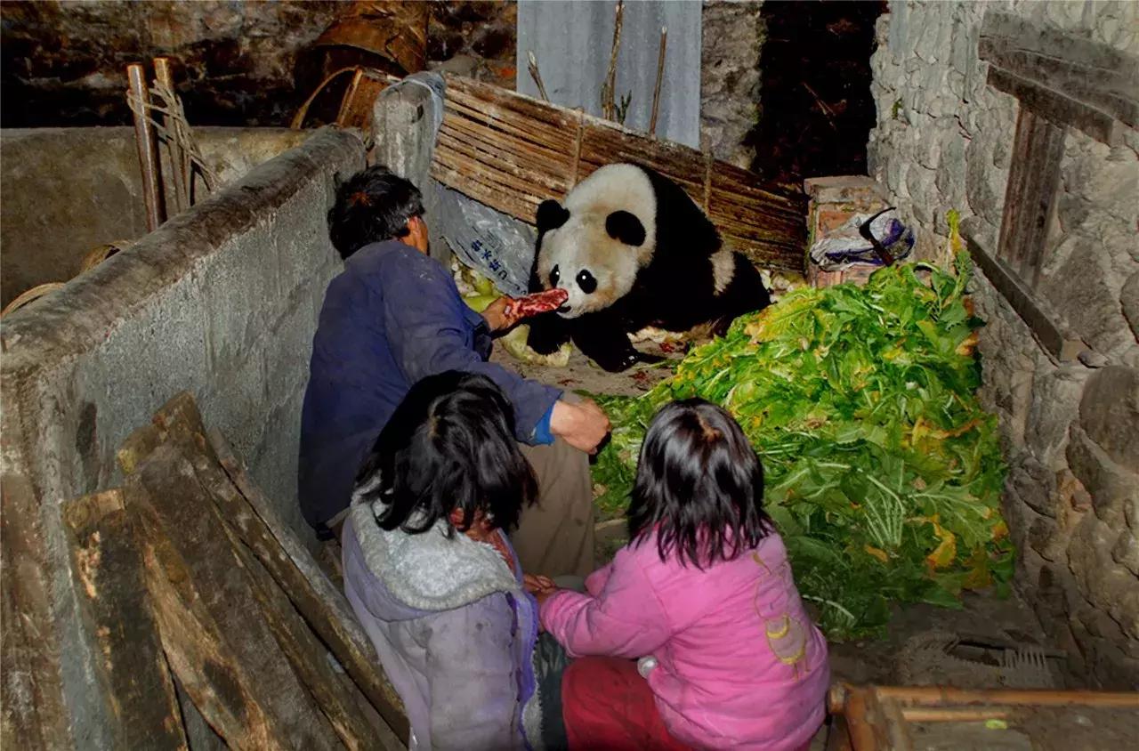大片来袭! 首届中国大熊猫保护研究摄影大赛落