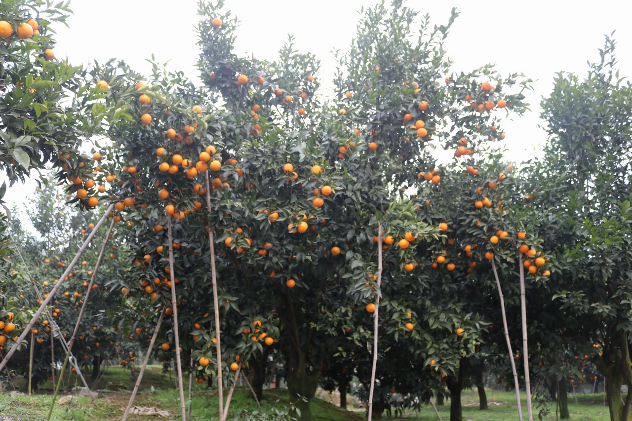 眉山沃柑高接换种两年便能挂果,怎么做到的?