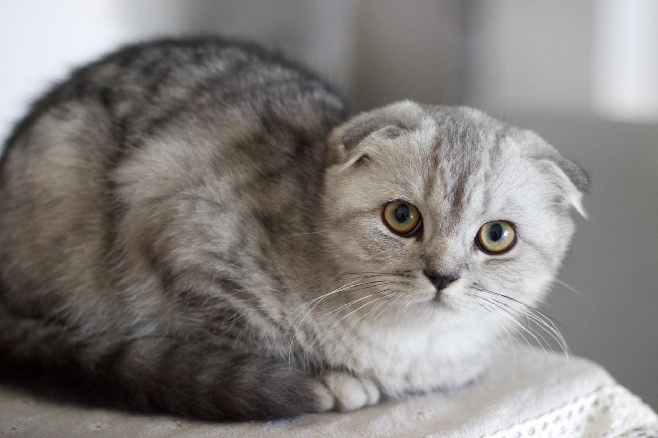我为什么不推荐你养苏格兰折耳猫,因为它有这