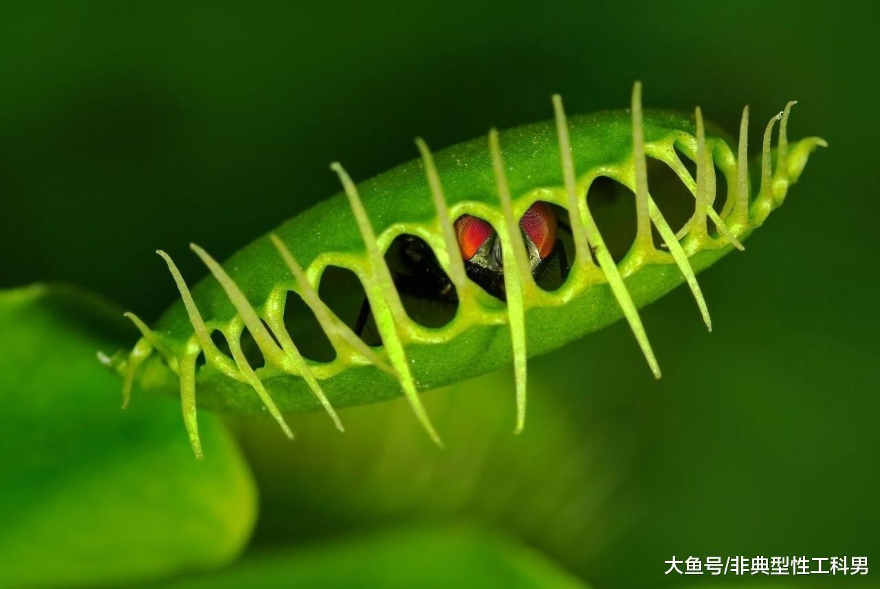静若处子, 动似脱兔: 不甘心吃素的猪笼草和捕蝇草