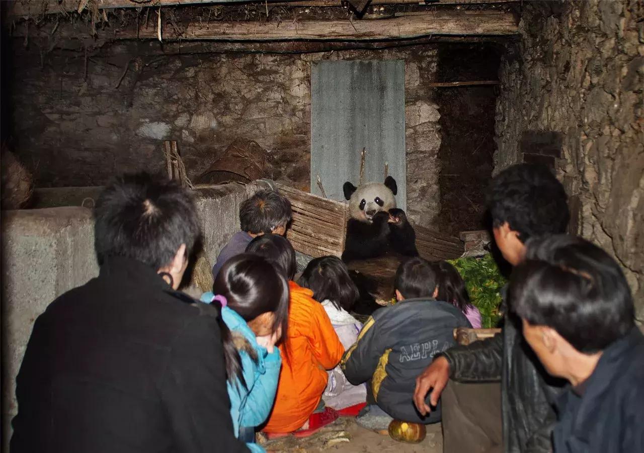 大片来袭! 首届中国大熊猫保护研究摄影大赛落