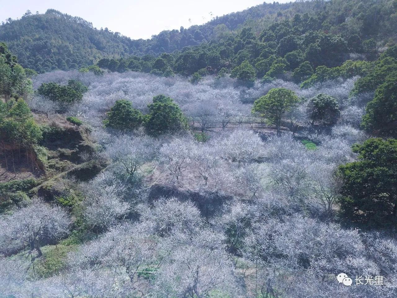 梅林赏雪别让陋习污染了这片纯洁