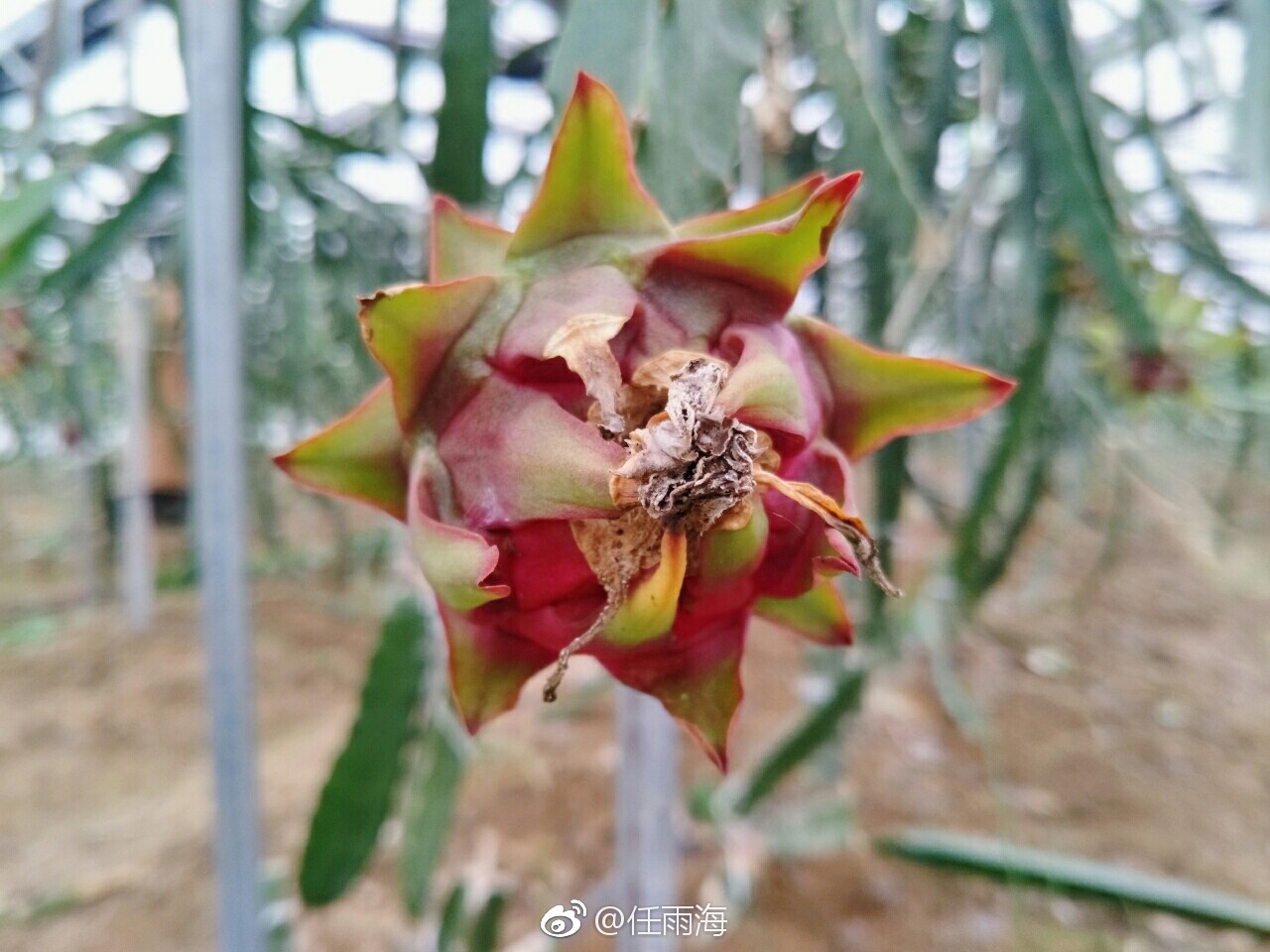 为补日照时间给火龙果装灯泡 没想到晚上却美