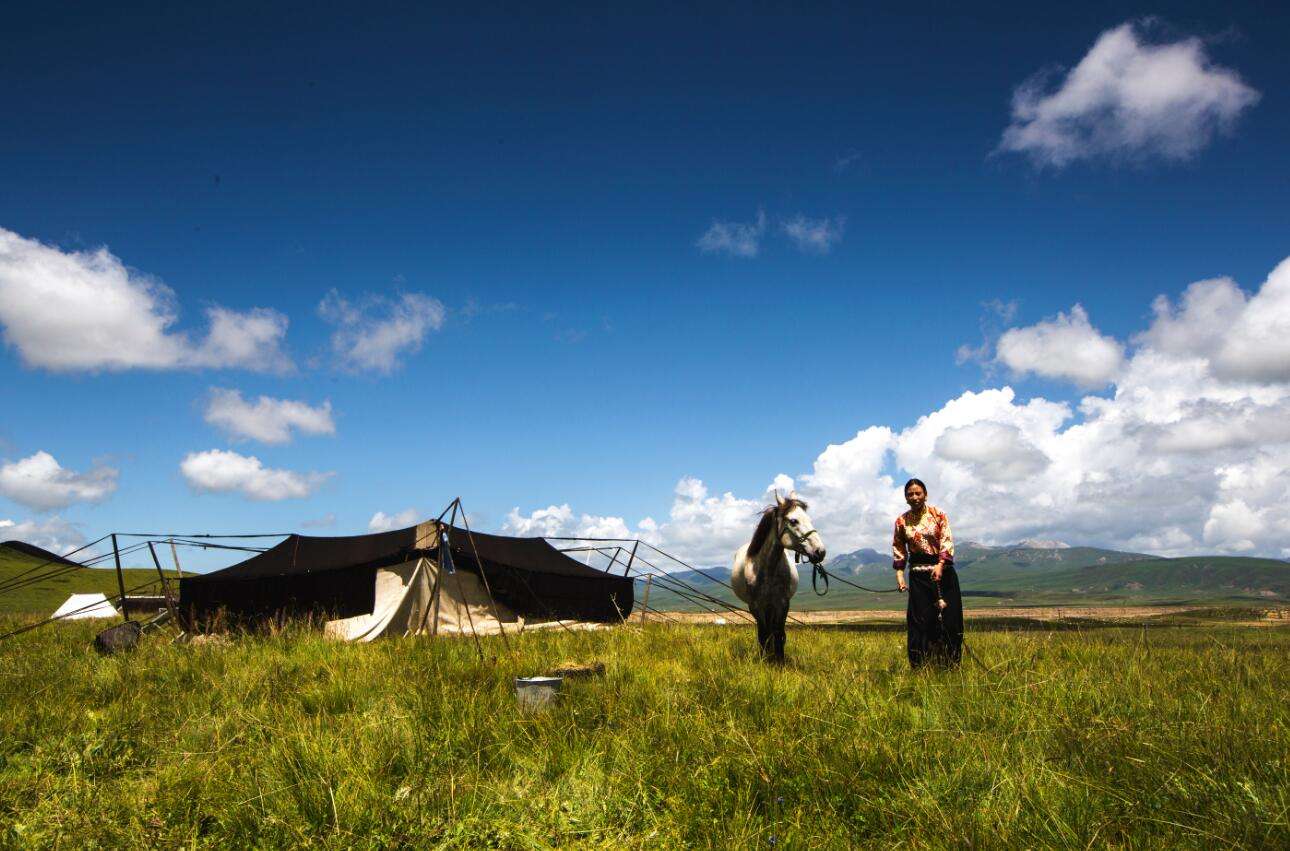印度人拒绝相信:班公湖万只水鸟青草郁郁,印度