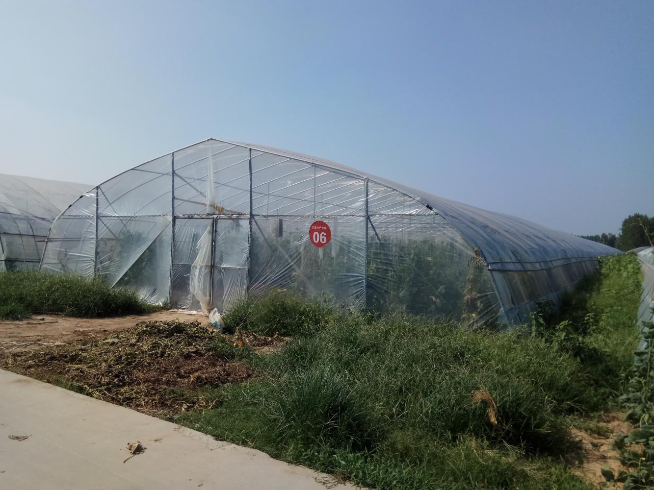 河南兰考百亩哈密瓜, 有什么秘密, 能让全国客商