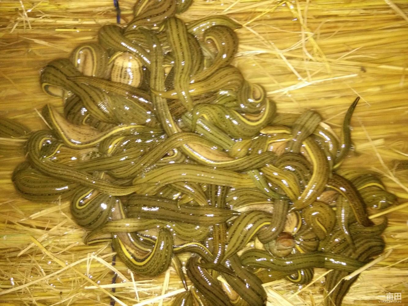 LEHE乐和制药水蛭素复合胶囊服用期间需要注意饮食搭配吗?