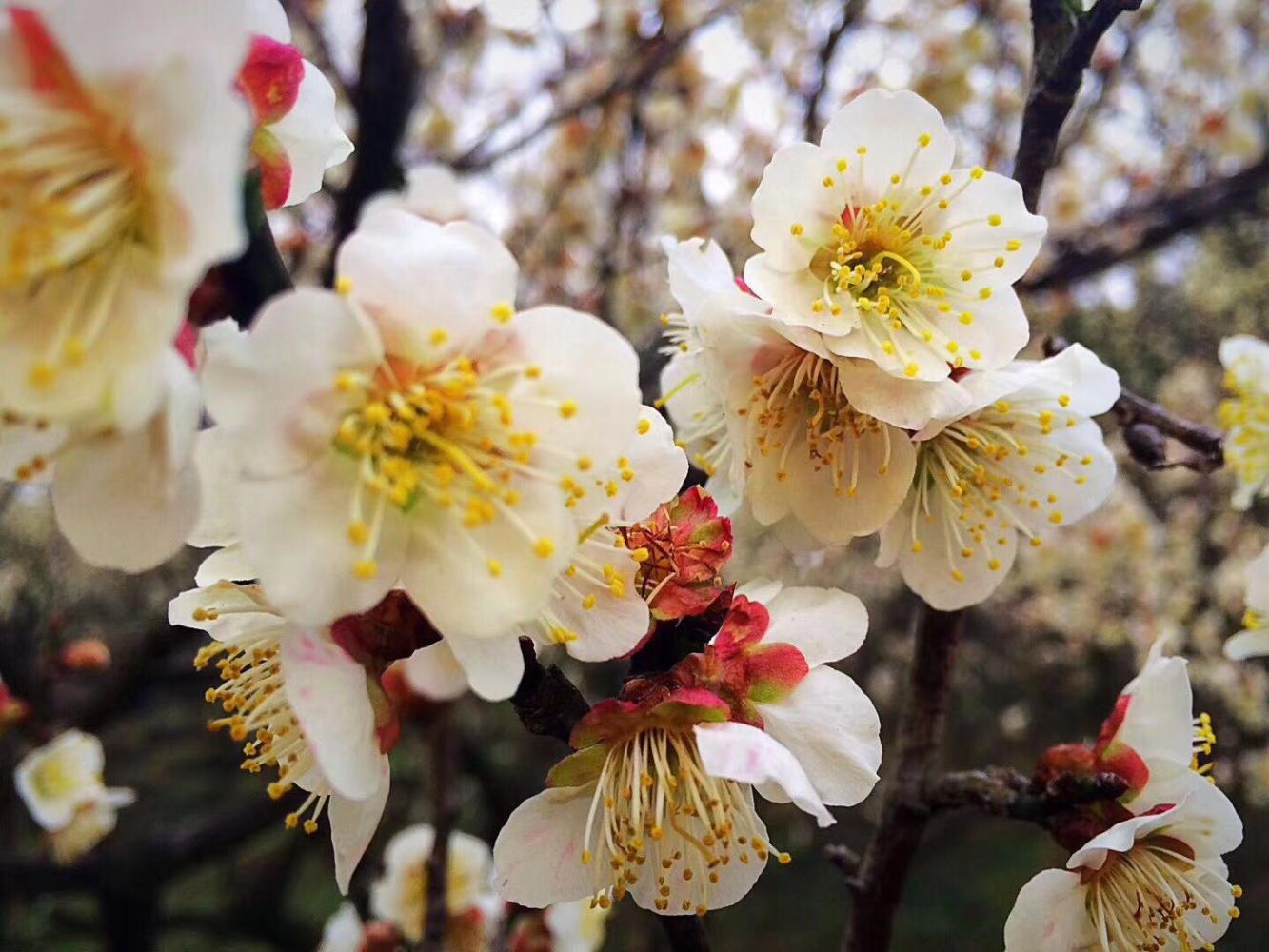 南京市花--十里梅花艳, 2018中国南京国际梅花节欢迎您得到来