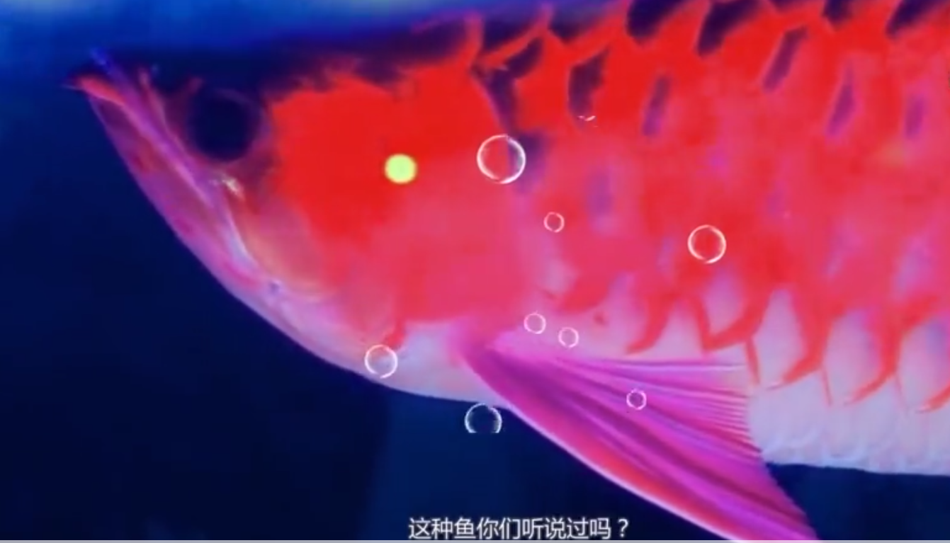 世界最贵的血红龙鱼，1斤200万，突破世界吉尼斯记录，被日本买去（世界上最贵的血红龙鱼图片）