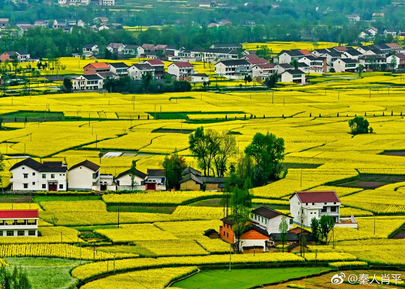 相约花海汉中 情醉汉人老家|旅游|汉中|油菜花海_新浪新闻