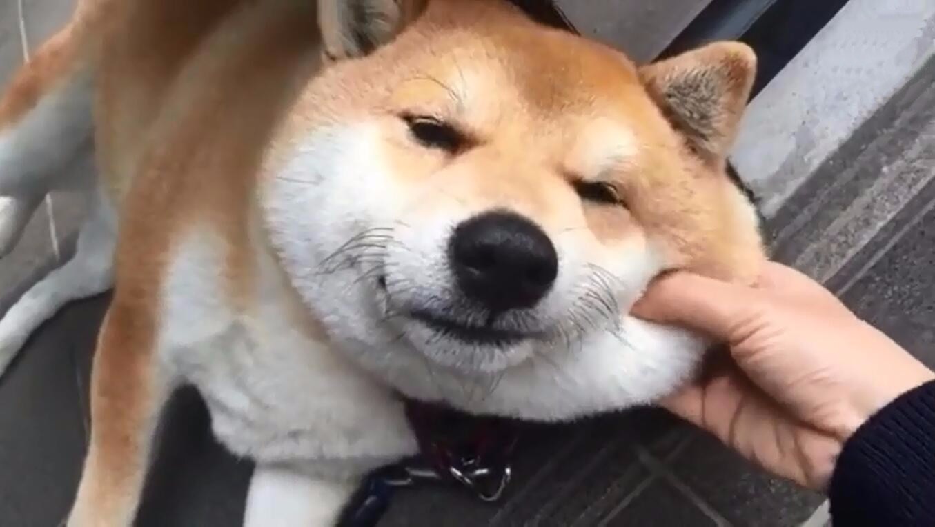 柴犬果然是谜样表情,不仅是生物表情个大吃新版还是包图片