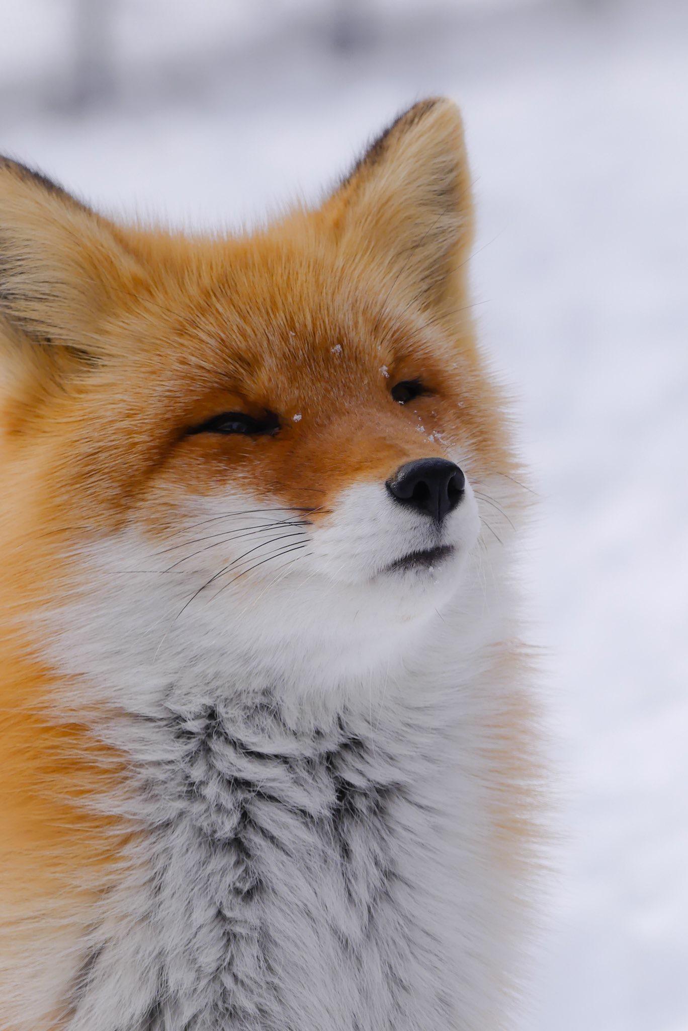 这么美的雪地赤狐,然而跑起来