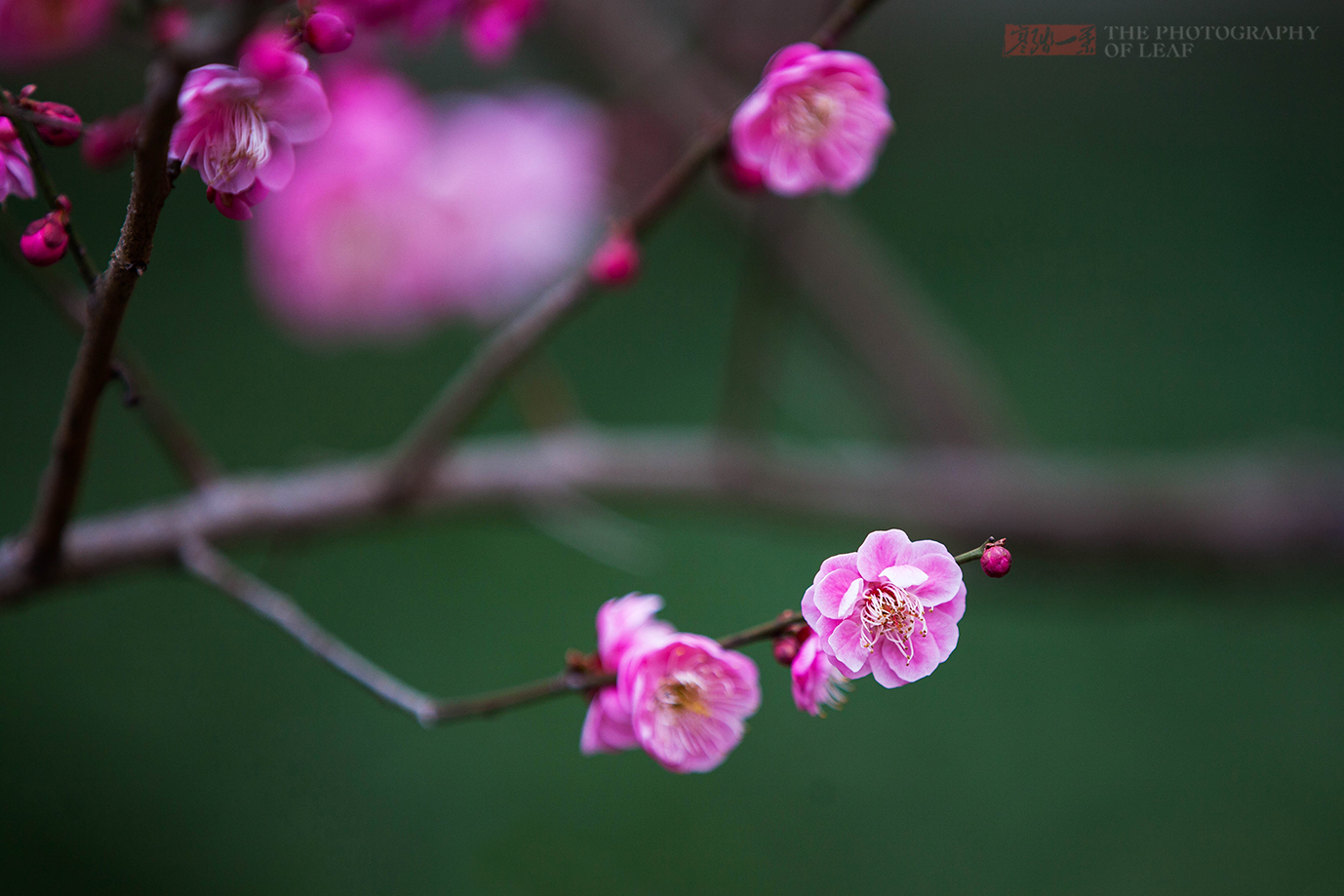三月杭州最美最热闹的景点在这,10元门票几十