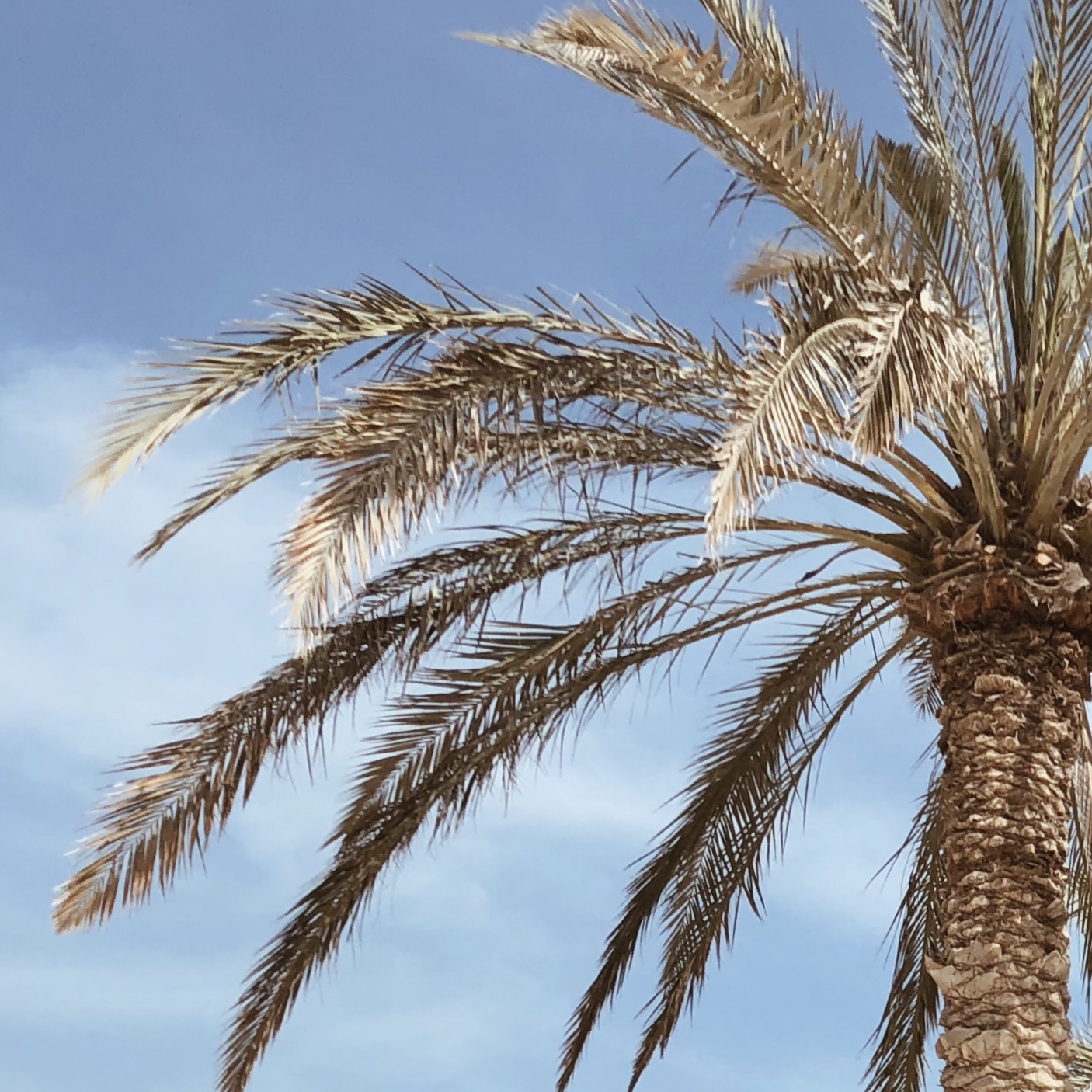 VSCO滤镜A4 | 高光减淡+2 饱和度+1 锐化+2 摄