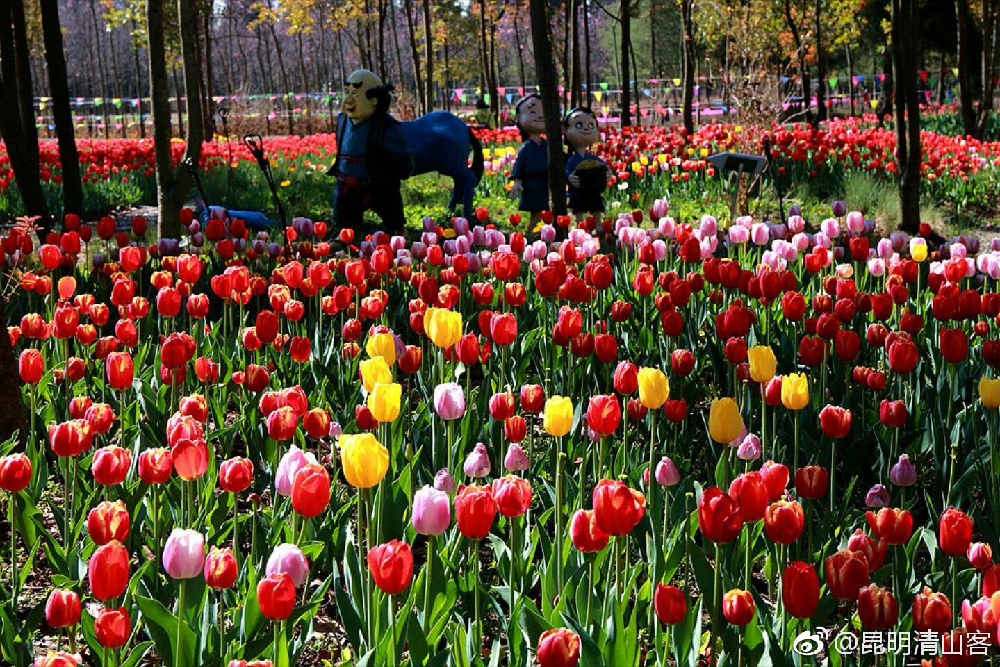 漫步在昆明“花仙子”花卉种植园郁金香花海_新浪看点