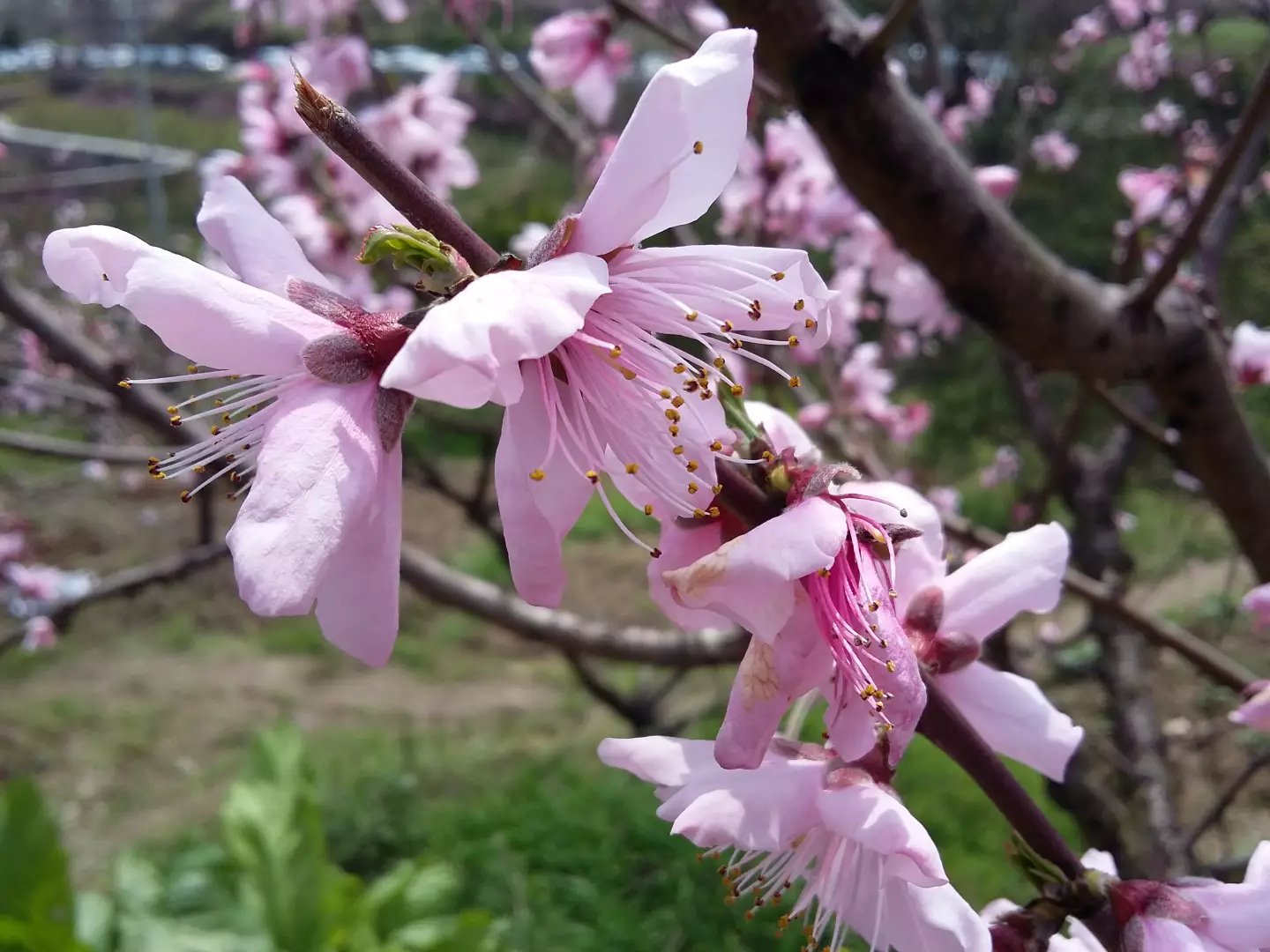 三生三世十里桃花,这个时候农村有桃花的地方就如世外