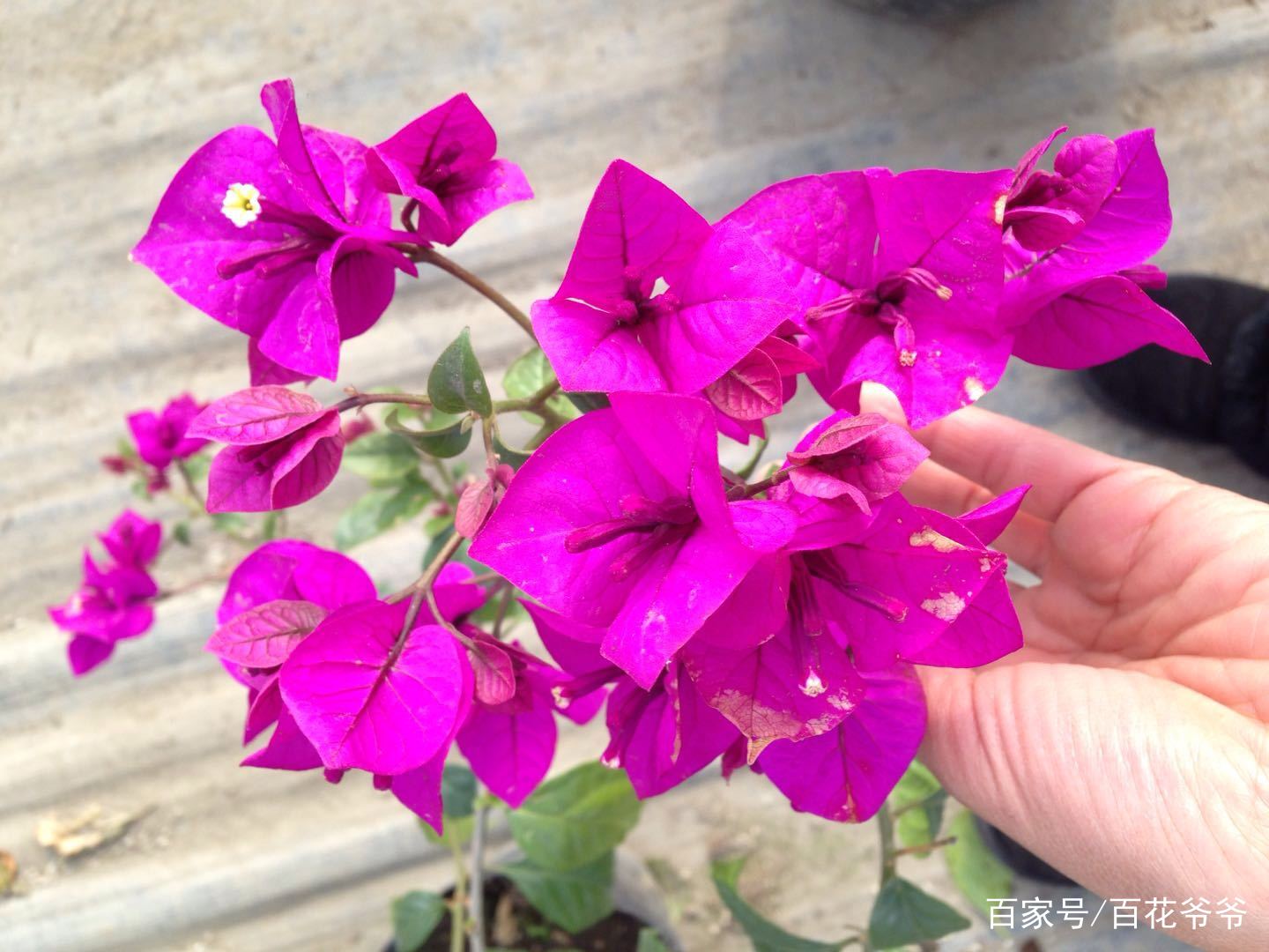 三角梅用这个方法来扦插,几天就能长根,开花还