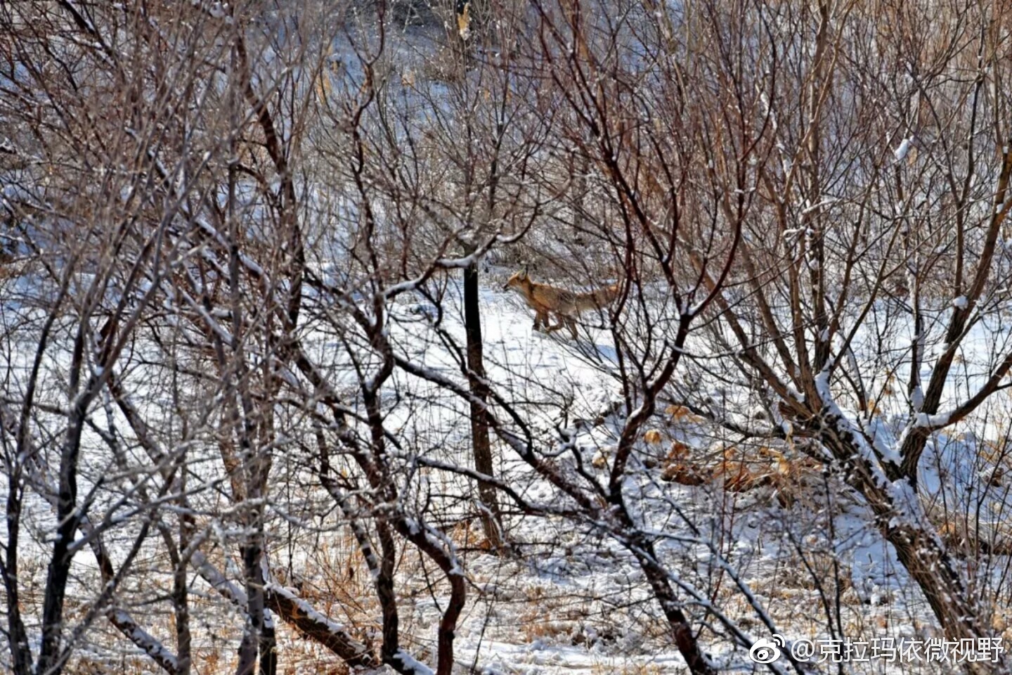 徐州永路动物园门票