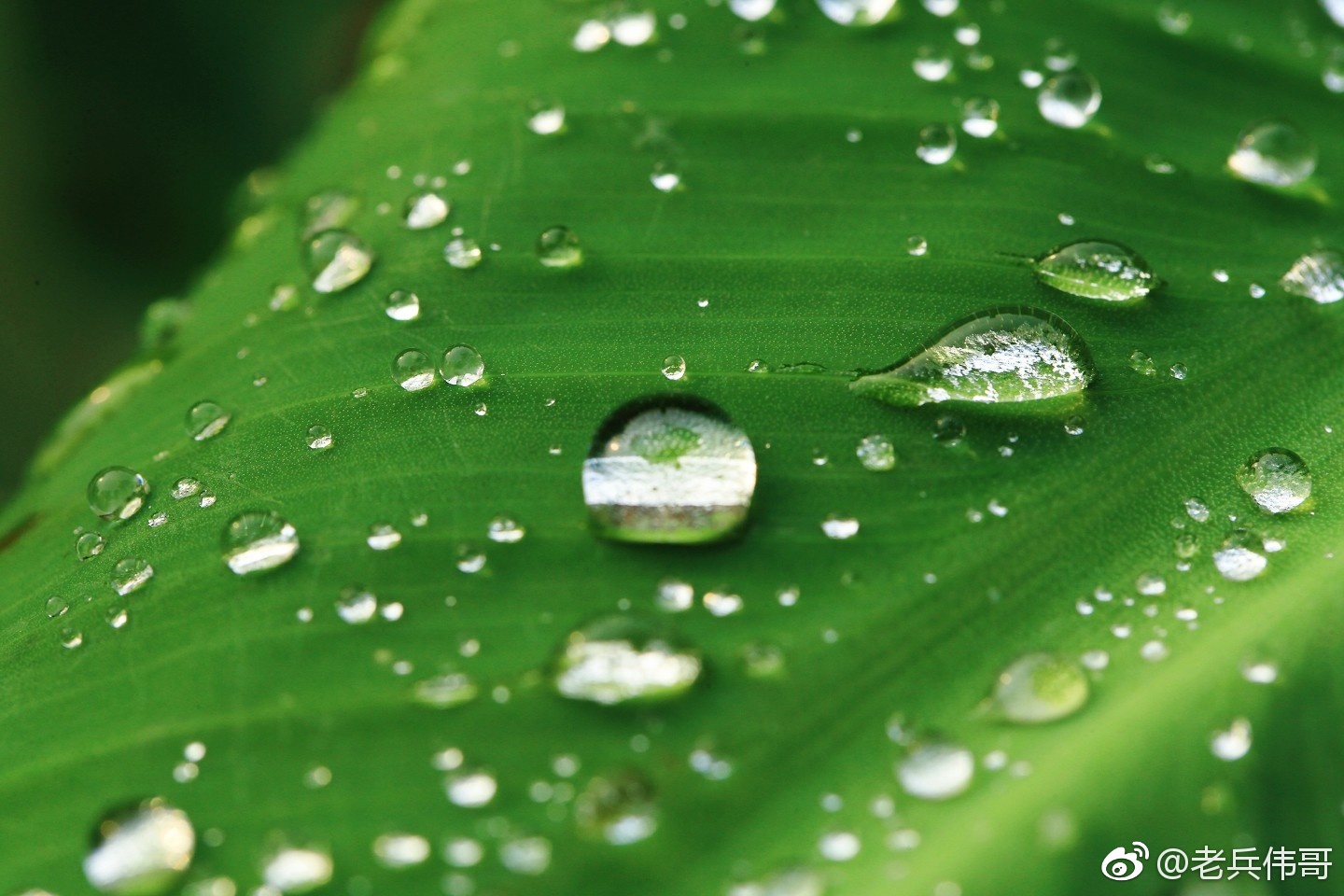大年初四,今日雨水,愿新的一年风调雨顺!