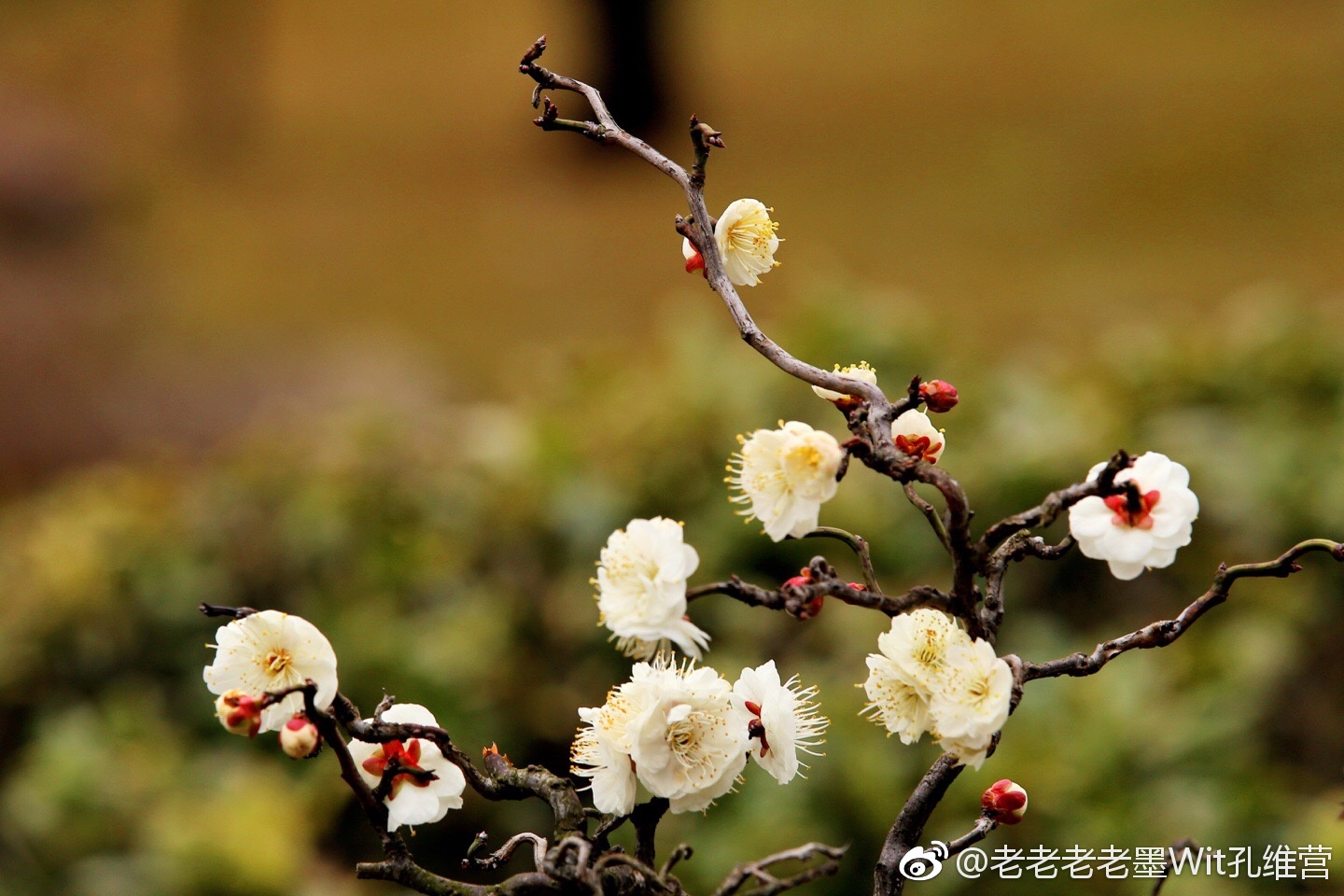 暗香浮动,梅花报春.春天从梅园开始.