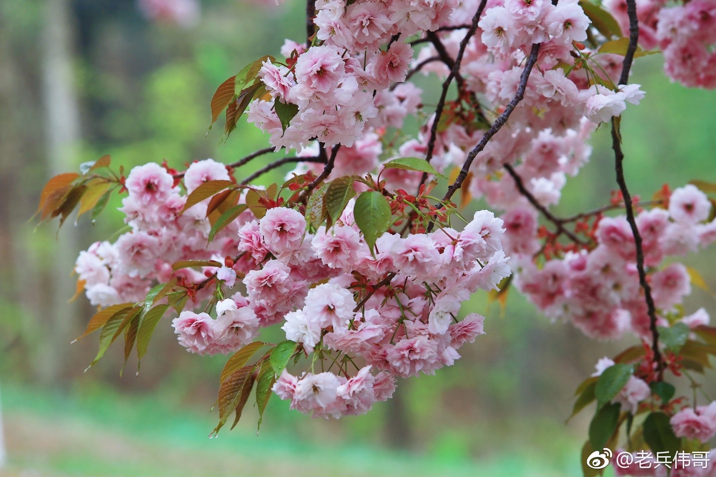 今日惊蛰,草木萌发,万物复苏--愿你一路繁花想送!