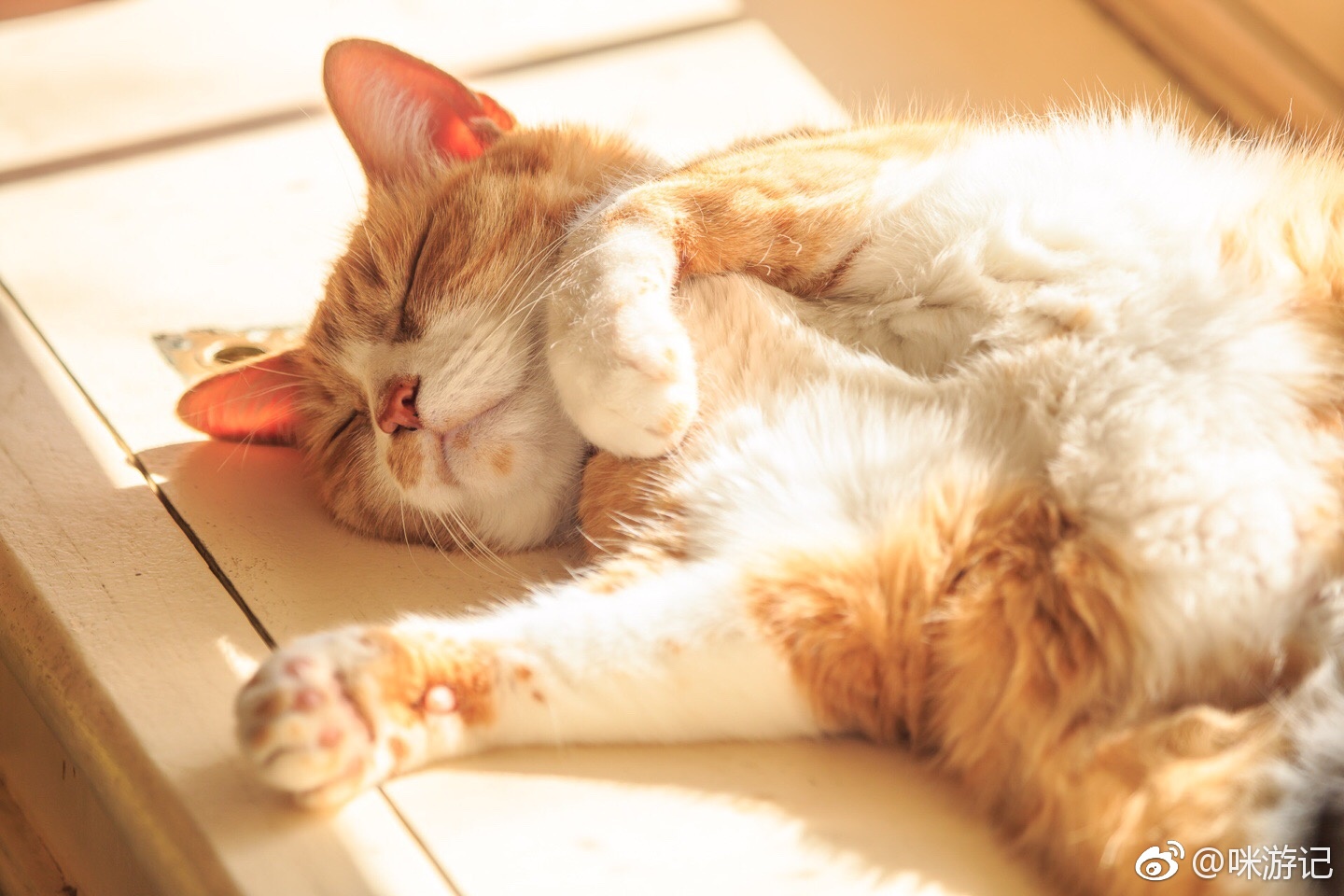 漂亮猫咪慵懒地晒冬天的太阳 让人羡慕的都想做猫了_哔哩哔哩_bilibili