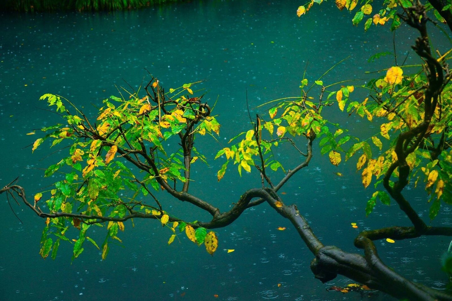 "细雨朦胧掩翠微,春花不与绽芳菲."早上好