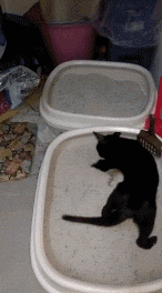 part 1 这只小黑猫是橘猫的小弟,每次橘猫上厕所的时候,它就会跟在