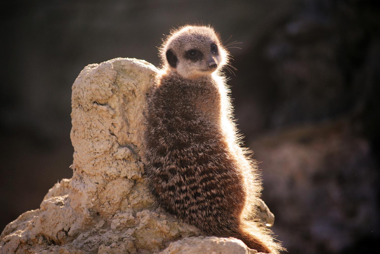 《狮子王》中的丁满是什么动物? 可以当作宠物