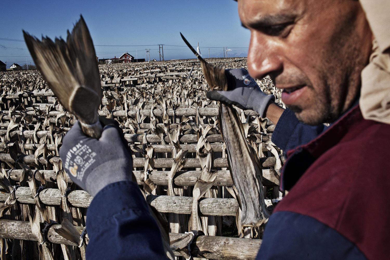 曾经臭名昭著的北欧海盗维京人, 如今靠捕鱼为