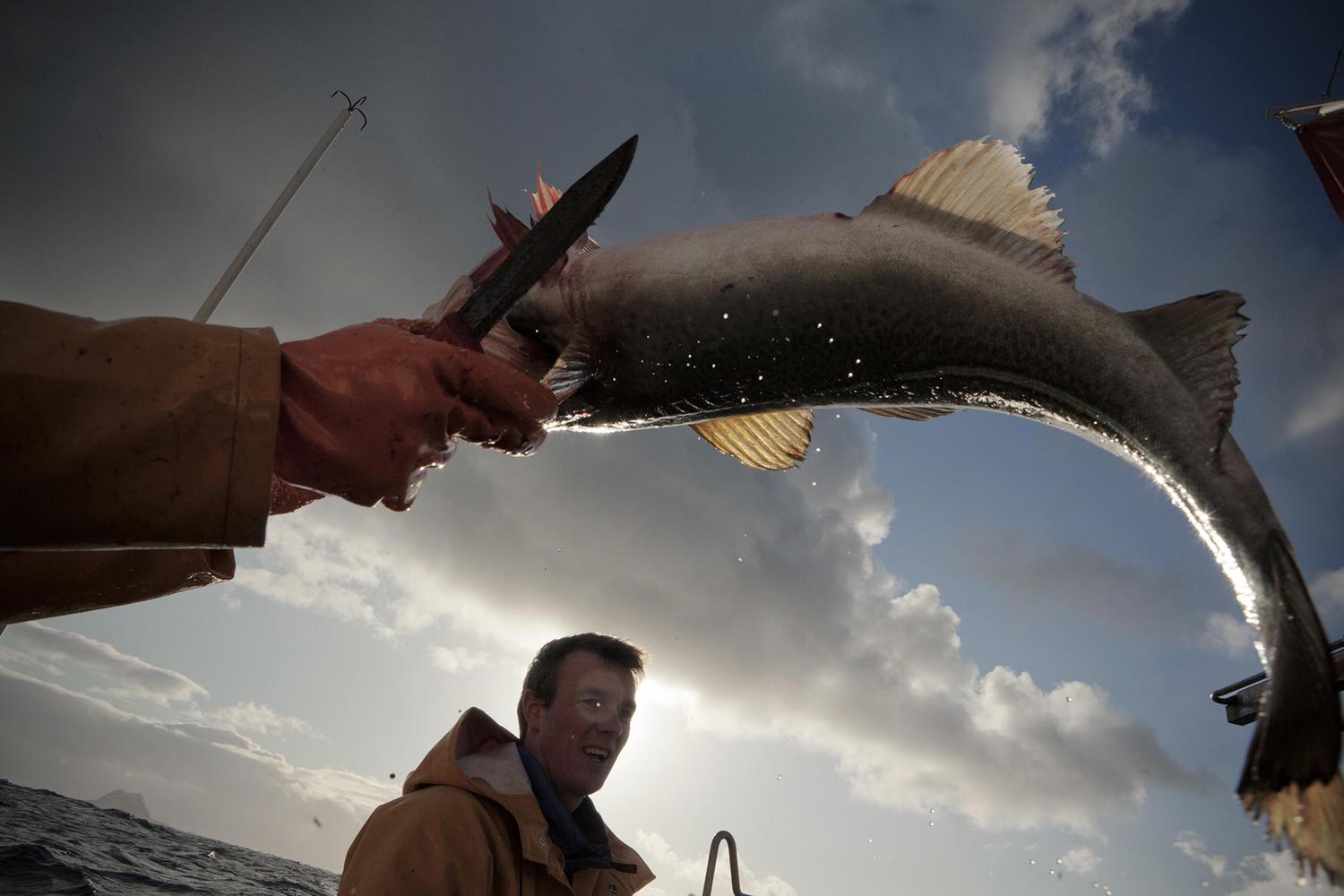 曾经臭名昭著的北欧海盗维京人, 如今靠捕鱼为