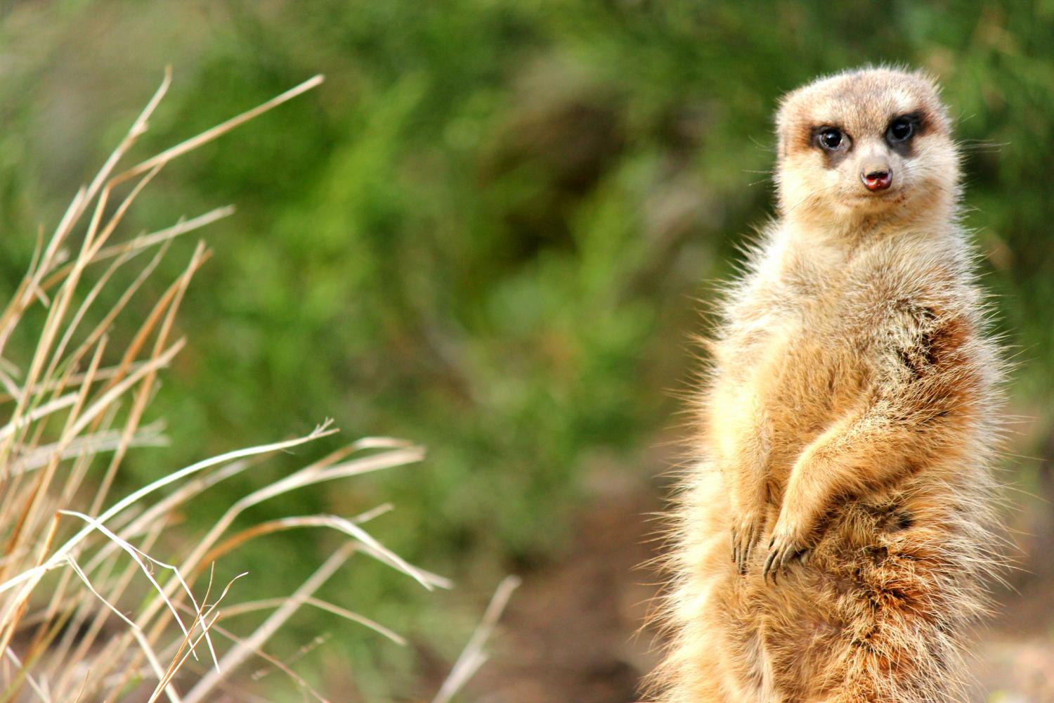 《狮子王》中的丁满是什么动物? 可以当作宠物