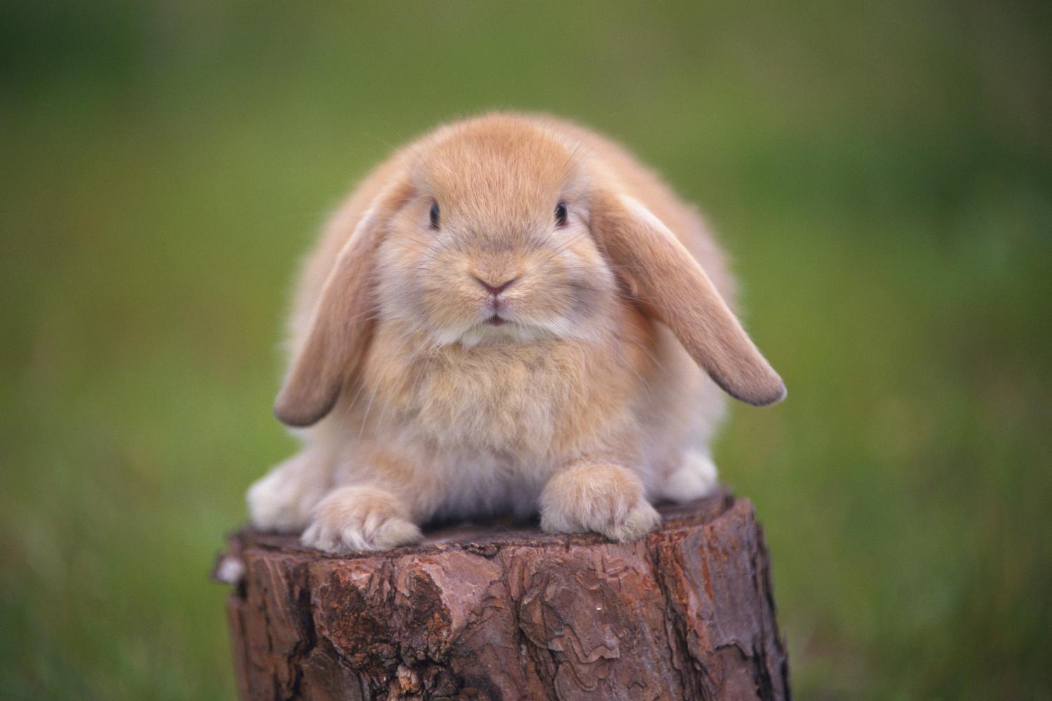 其实迷你垂耳兔经常与荷兰垂耳兔混淆