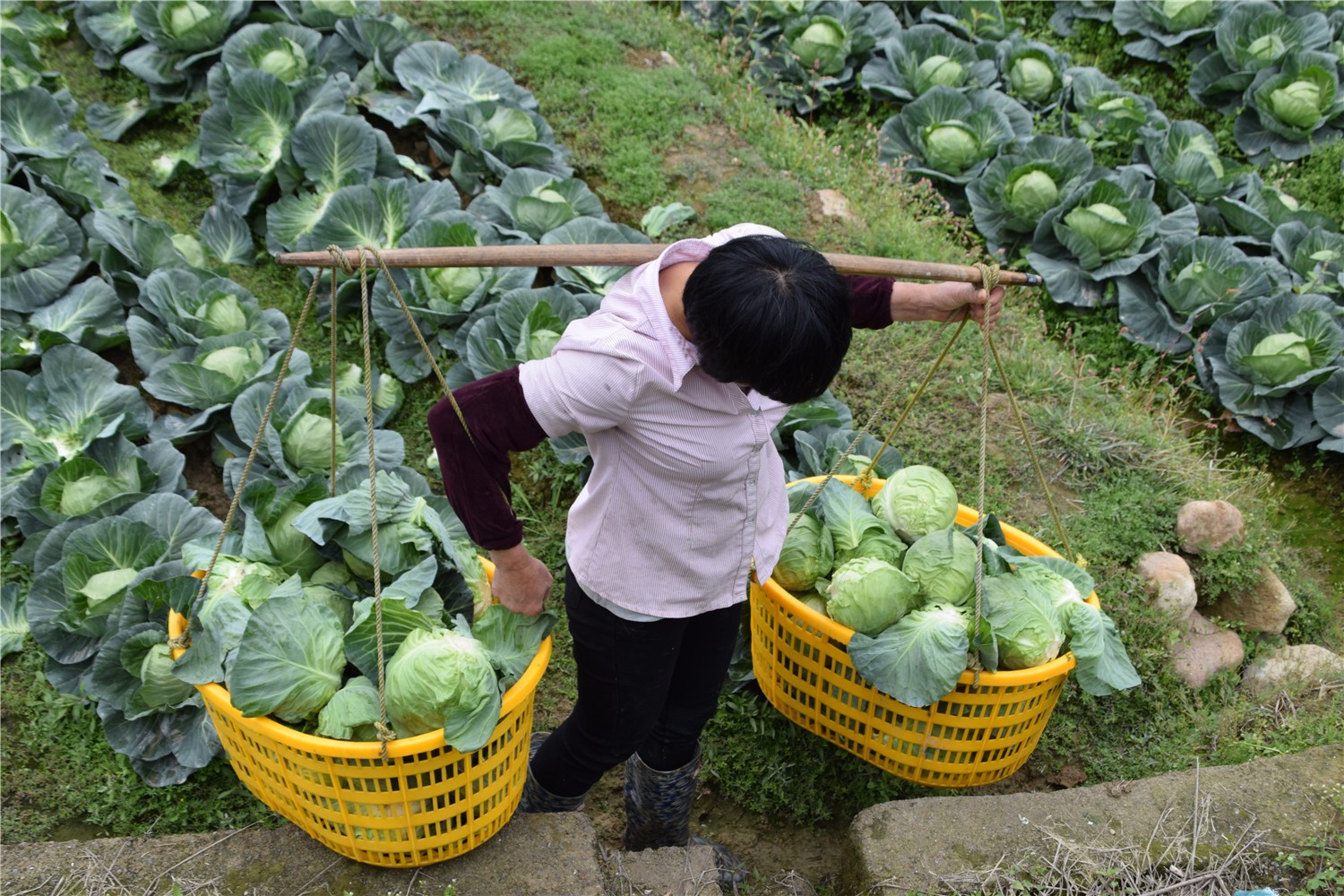 春节农民又要哭傻了,丰收20亩包菜一斤4毛贱卖,采摘工钱全倒贴