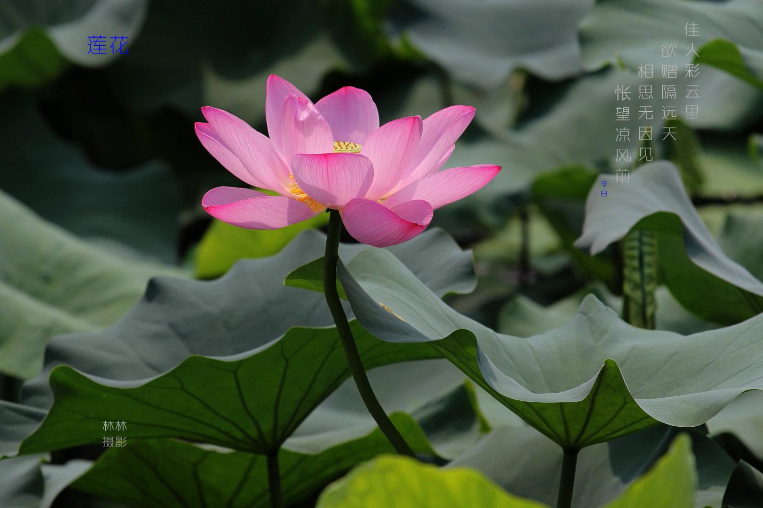 全国各省的省花你都知道吗? 见过25种以上的评论区秀起来!
