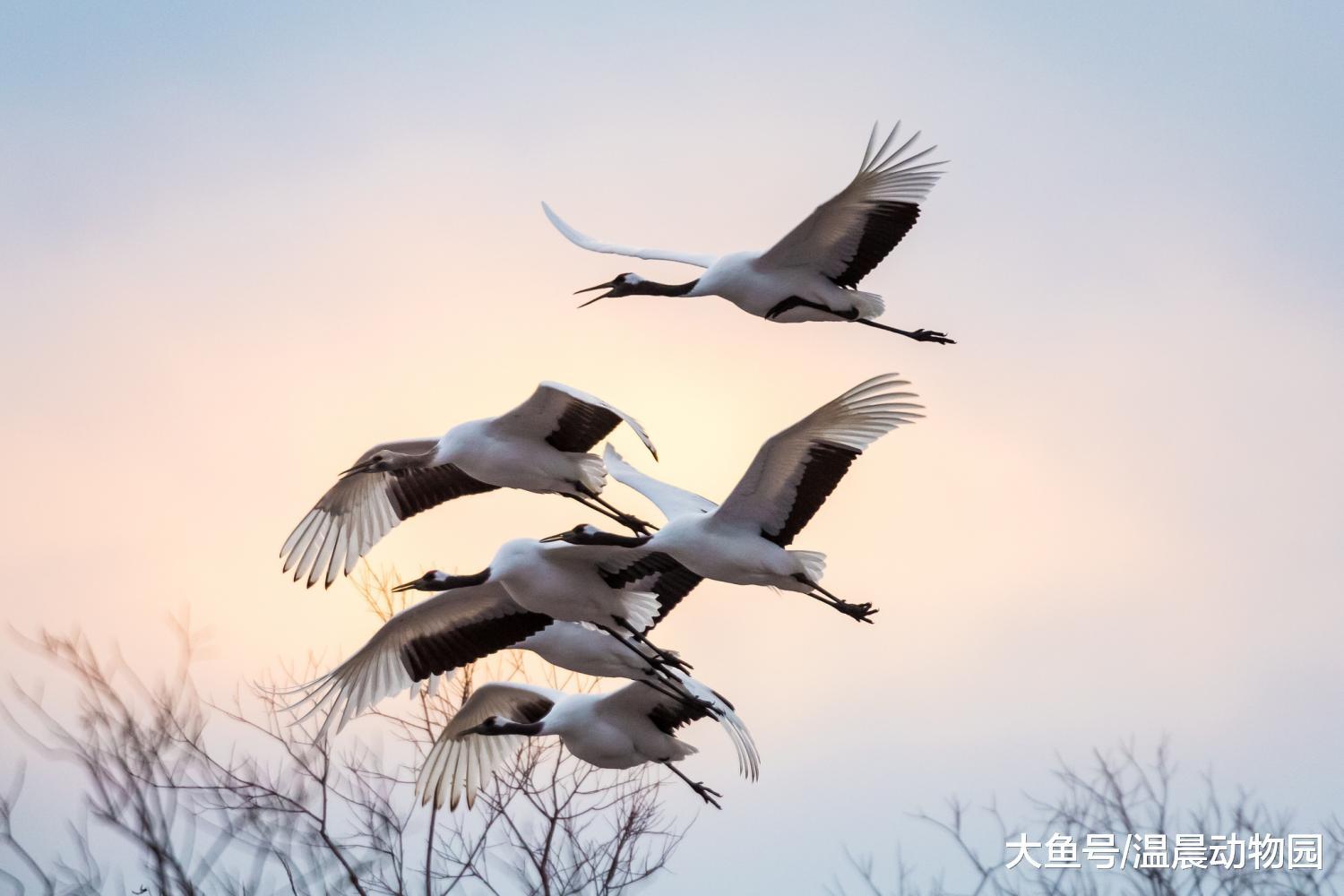 什么是候鸟? 候鸟迁徙的时候怎么解决食物和休息的问题?