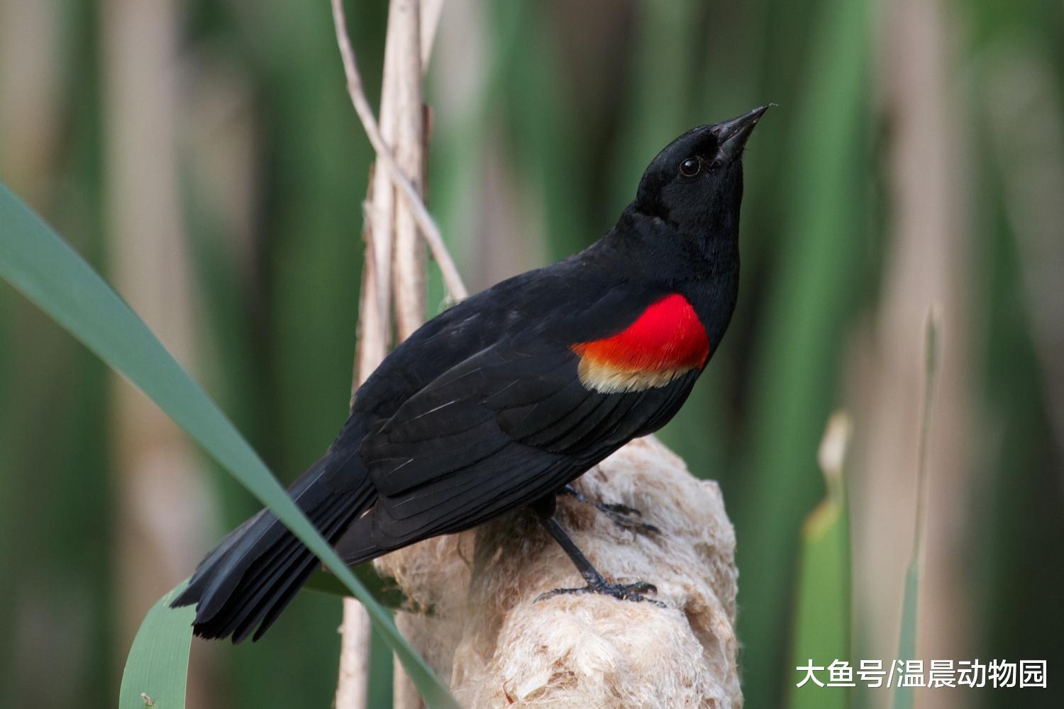 什么是候鸟? 候鸟迁徙的时候怎么解决食物和休息的问题?