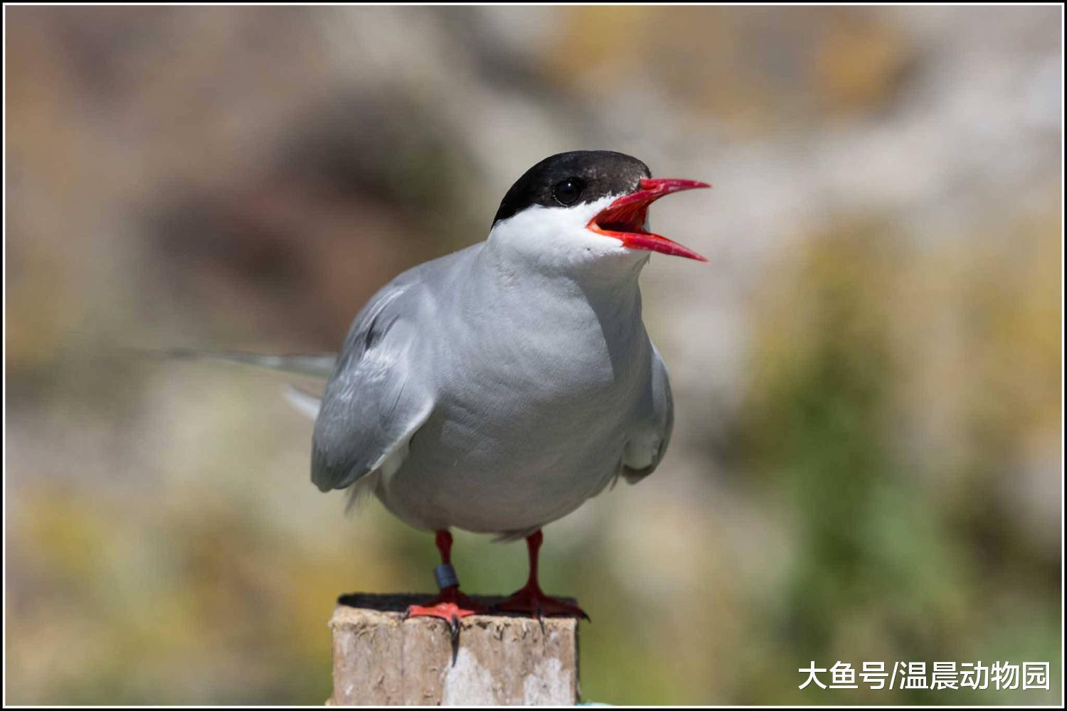 什么是候鸟? 候鸟迁徙的时候怎么解决食物和休