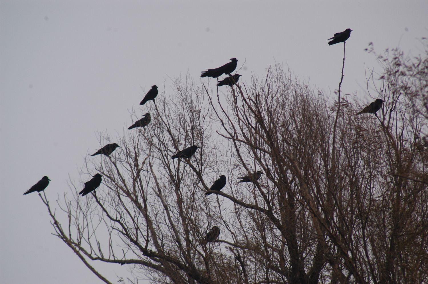 地球上最美的十种黑色的鸟类！|黑石|羽毛|翅膀_新浪新闻