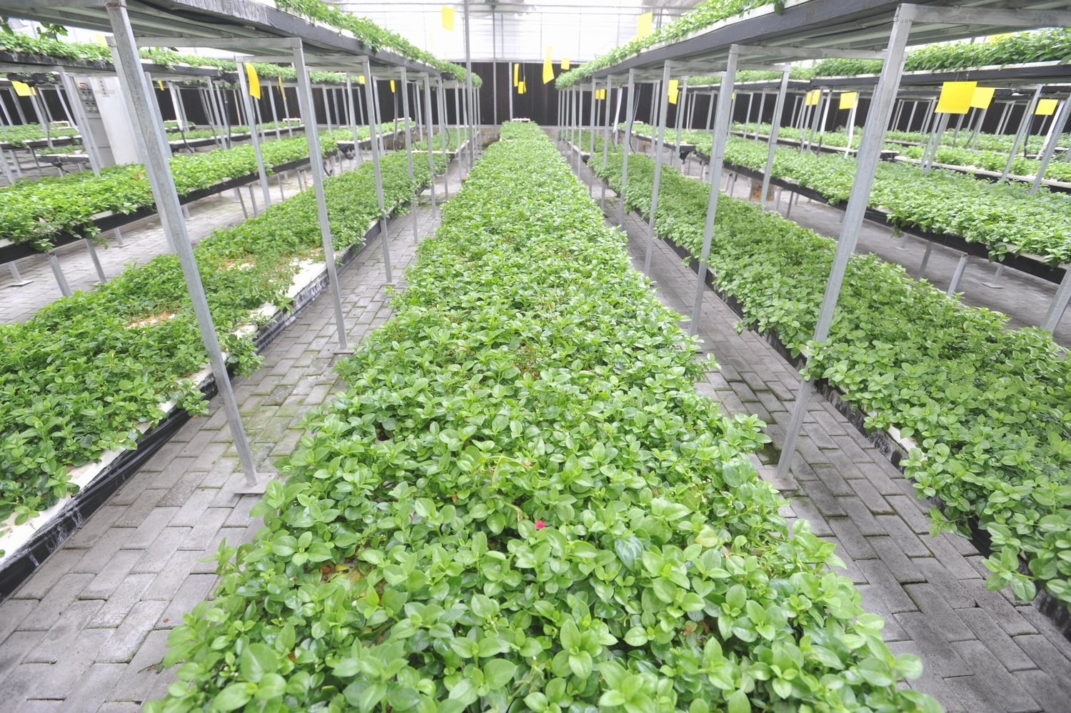 太阳能漂浮农场应对粮食危机