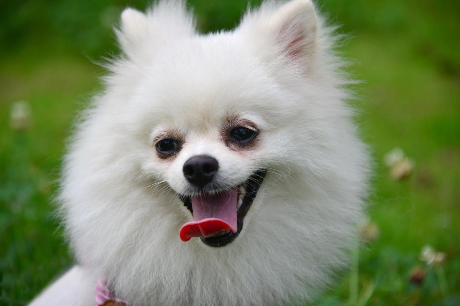 博美犬 狗 宠物 - Pixabay上的免费照片 - Pixabay