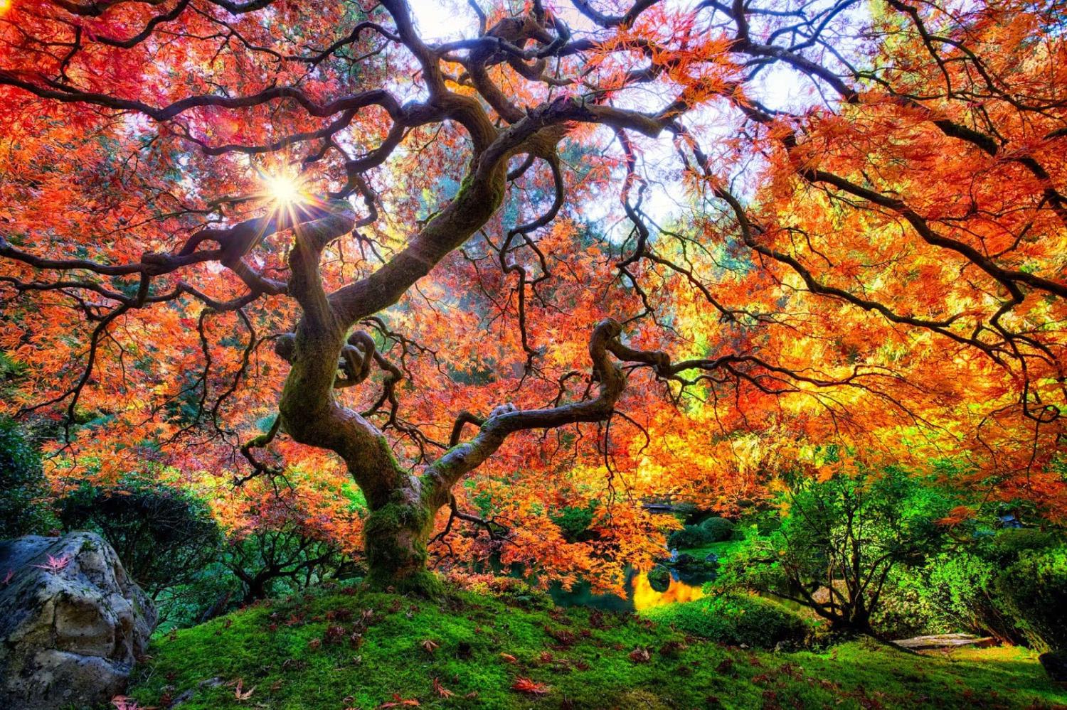 全世界最漂亮的十棵树!
