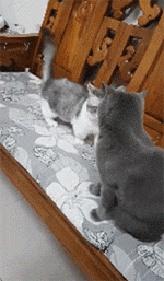 这只小短腿被大猫欺负了很不服,于是到椅子上找大猫,结果