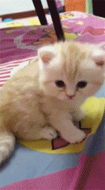 猫咪的十八岁,好萌!