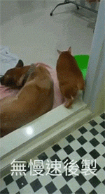 家里的喵星人好像也意识到了, 也不敢招惹它,小心翼翼地过门.