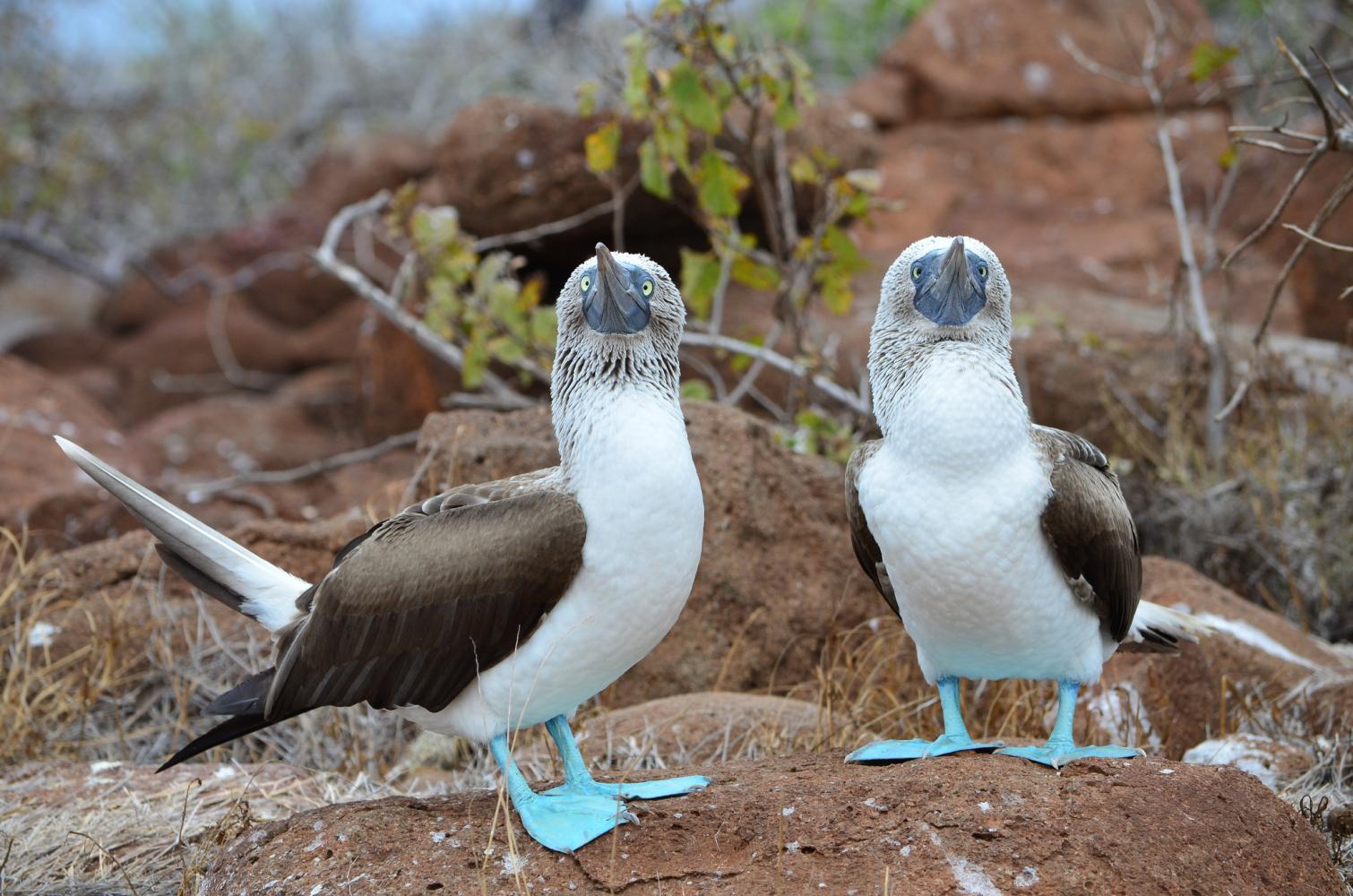 蓝脚鲣鸟是什么样的鸟? 为什么脚会是蓝色的?