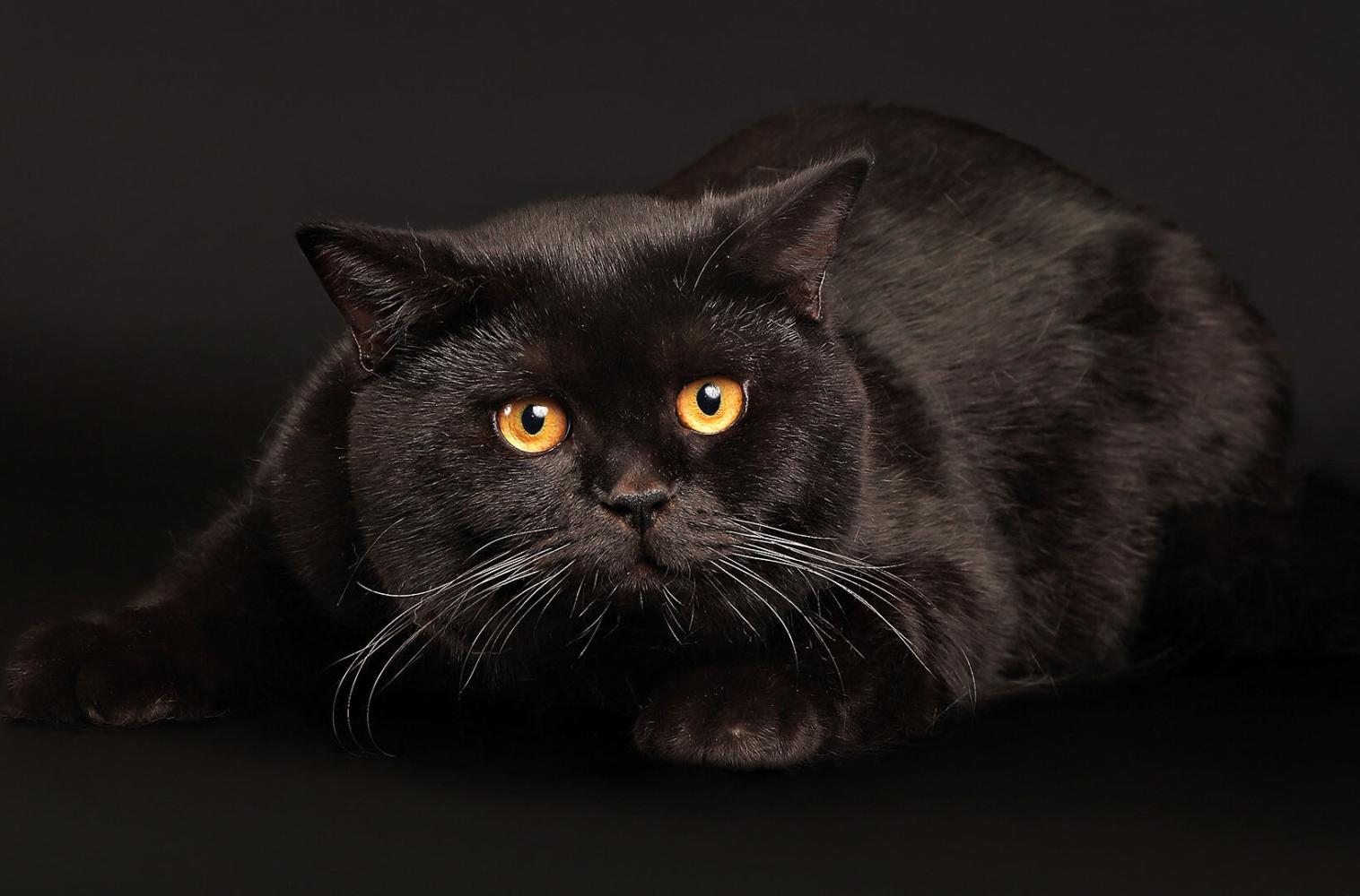 黑猫:古书记载黑猫为镇宅,辟邪,招财之物,所以古代的富贵人家都有养