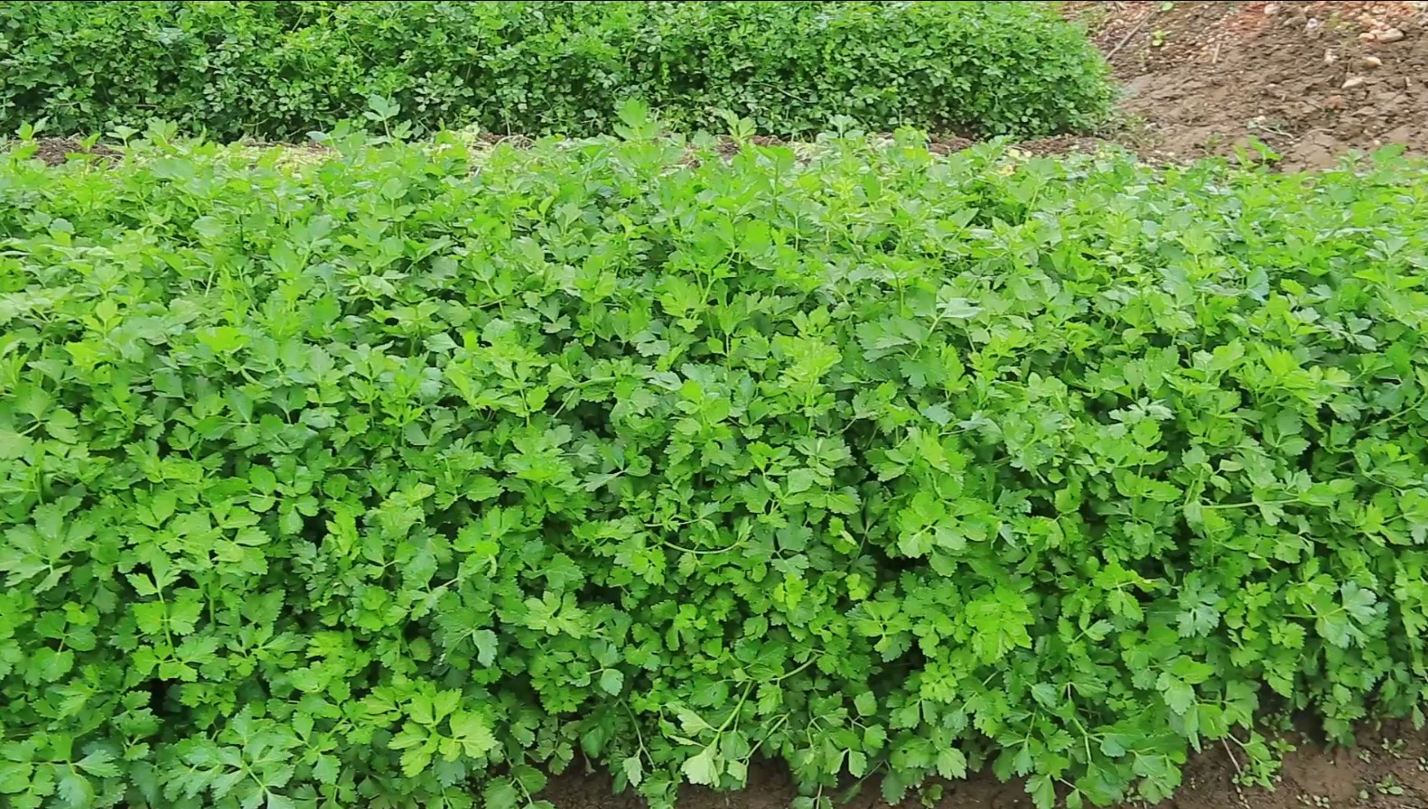 老伯大冬天下地拔芹菜,一块钱一斤,不卖可惜,卖