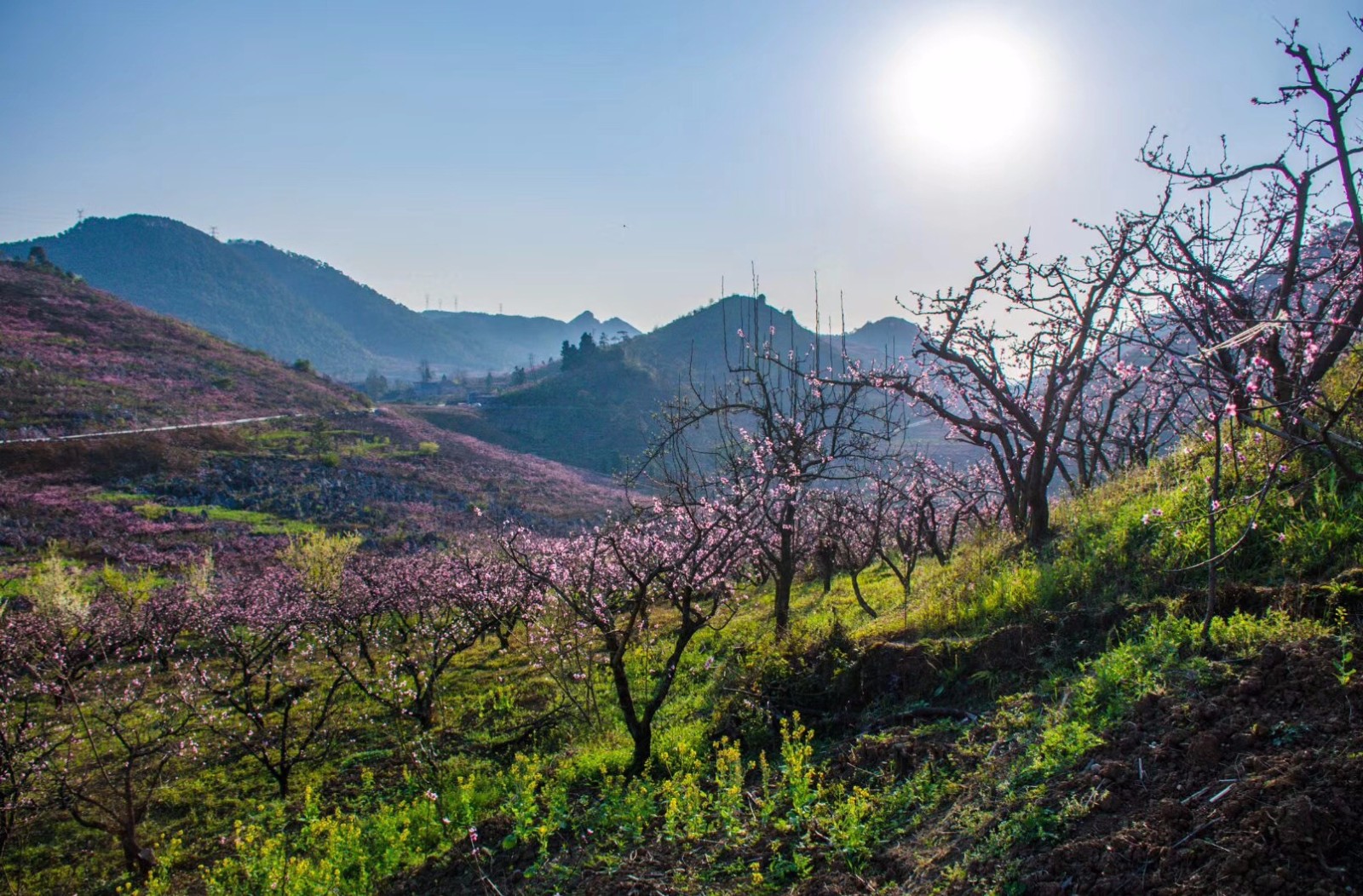河南林州：春日里的太行大峡谷，桃花开满山-大河新闻